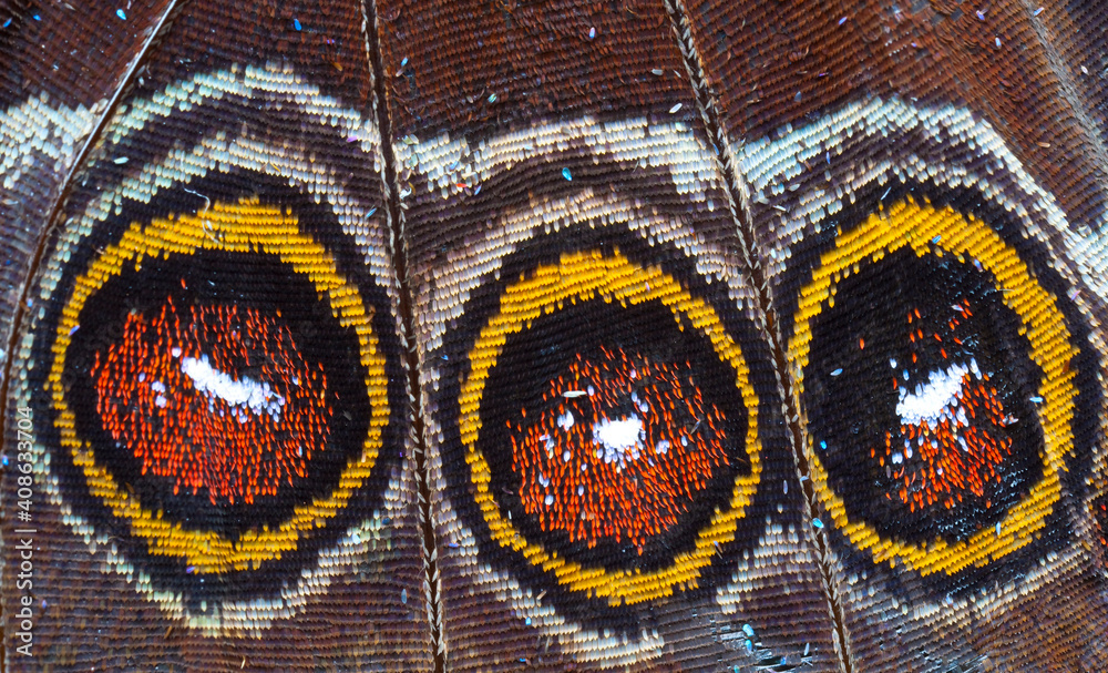 MARIPOSA Ocelo (mancha redonda y multicolor con apariencia de ojo y su