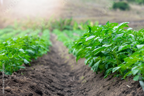 Fotografia Rows of young of potato plants growing outside under sun.