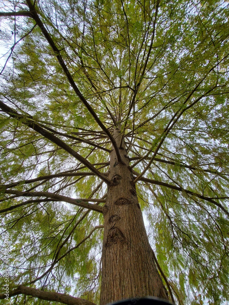 Obraz premium tree and sky