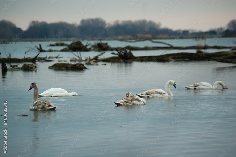 swans on the river