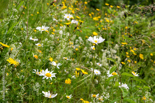 Wildflower meadow © BirgitKorber