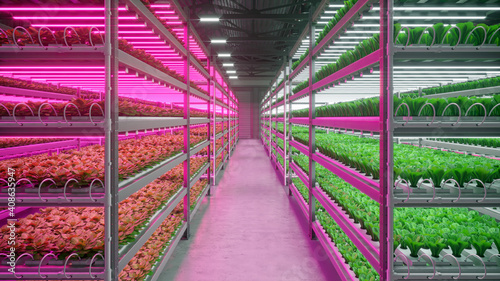 Hydroponic indoor vegetable plant factory in exhibition space warehouse. Interior of the farm hydroponics. Green salad farm in hydroponics. Lettuce Roman with led lightning. Concrete floor. 3D render photo