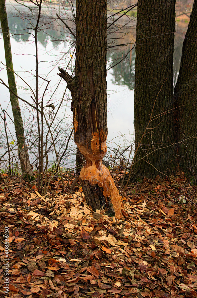 Tree trunk damaged by beavers. Autumn forest. Tree with marks of beaver teeth. Damage to trees beavers. Negative activity of beavers in the woods. Pushcha-Vodytsia. Kyiv neighborhood, Ukraine