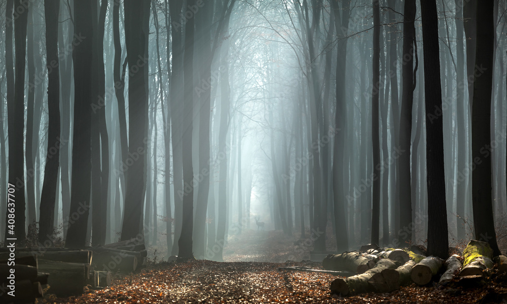 misty morning in the forest - obrazy, fototapety, plakaty 