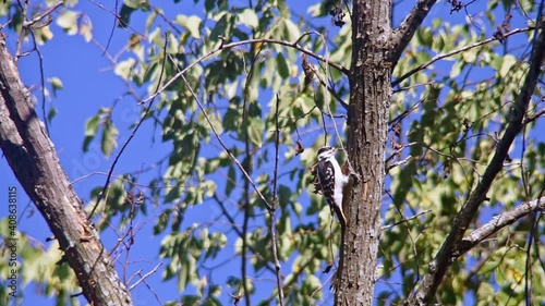 In bright midday sun, a female hairy woodpecker pecks at bark searching for food. photo