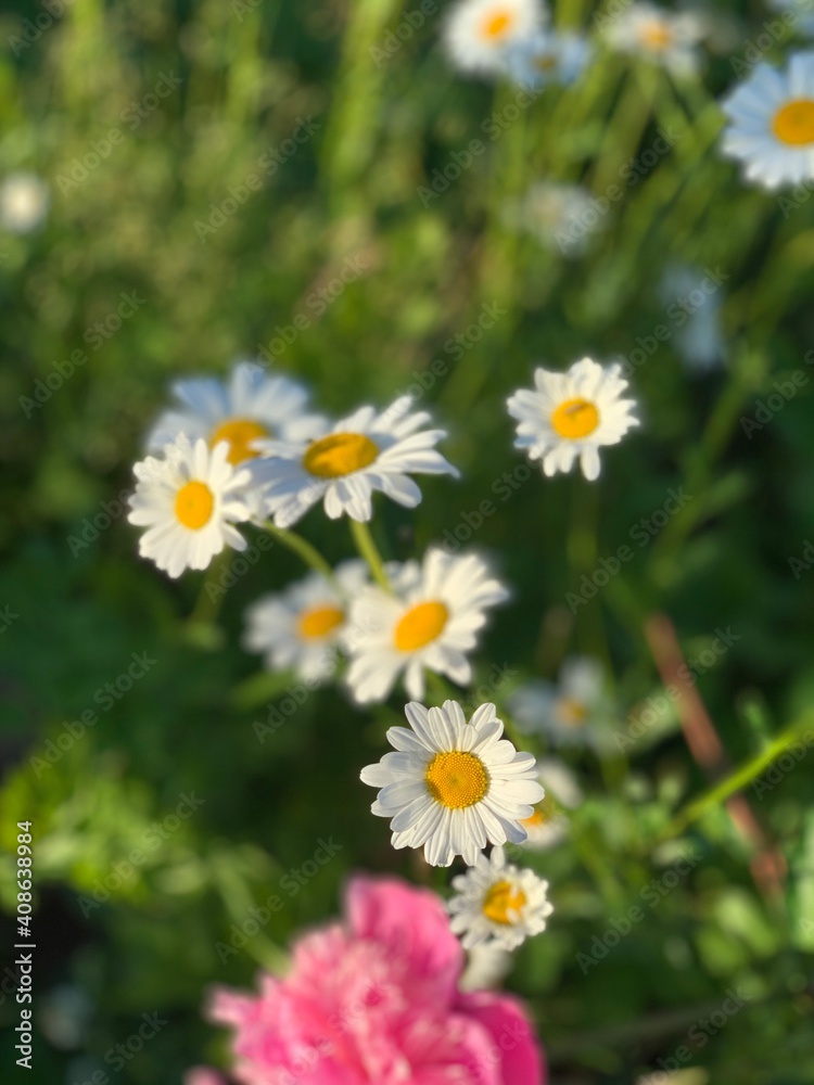 Obraz premium daisies in a field