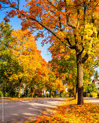 Residential street in autumn season. Empty road lined up with yellow trees and houses in city. Fallen leaves on road. Beautiful golden fall in small town. Finnish autumn Cityscape. No people, no cars.
