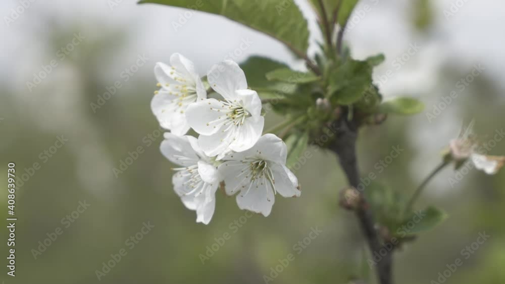 Spring Apple tree flowers blossom, close up. Spring flowering apple tree on a background of blue sky at sunset Spring Apple tree flowers blossom, close up. Spring flowering apple tree on a background of blue sky at sunset
