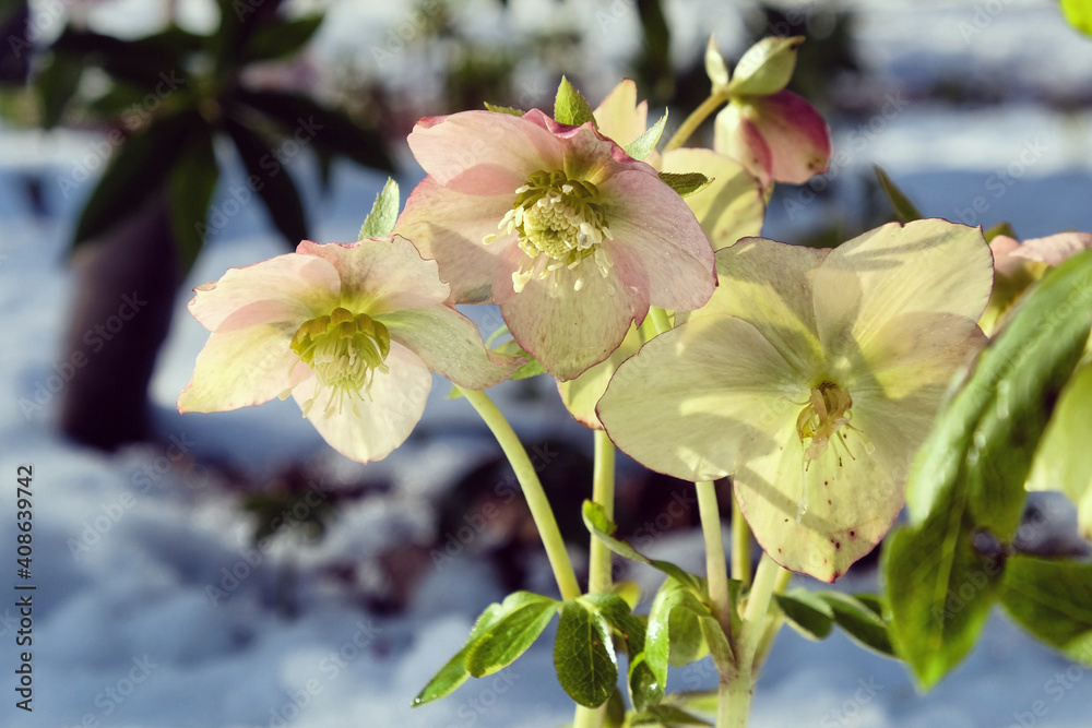 Obraz premium Pink and cream hellebores 'Lenten Rose' blooming through a snow covered ground