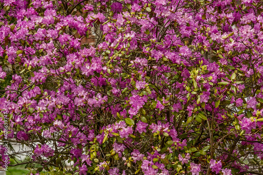 Azalea Rhododendron hippophaeoides with magenta blossoms in bright sunlight