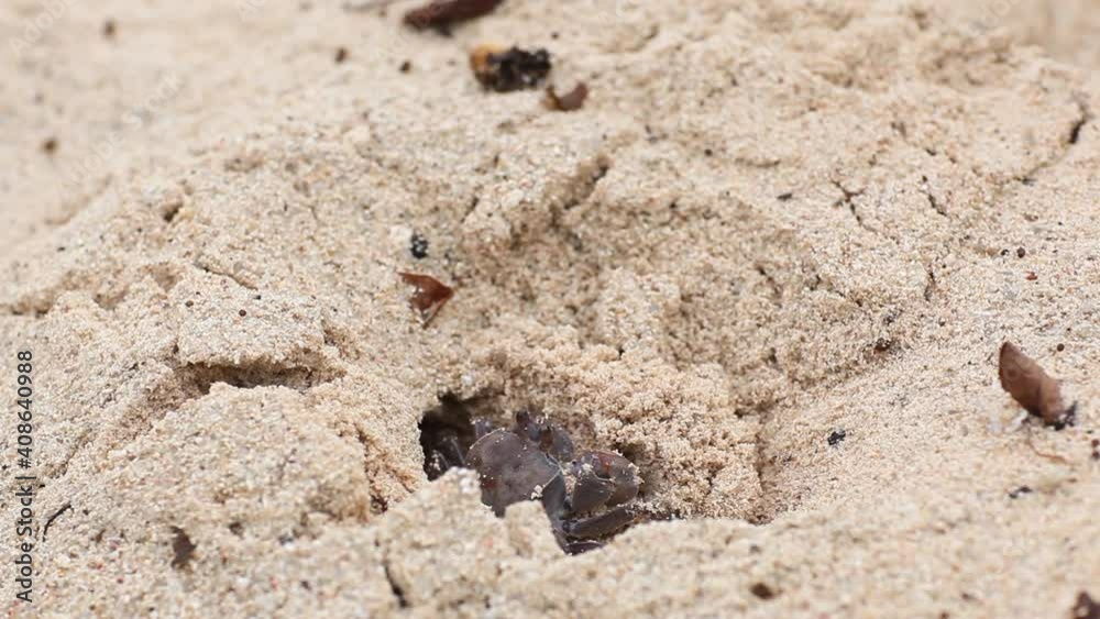 Crab on the beach Crab on the beach