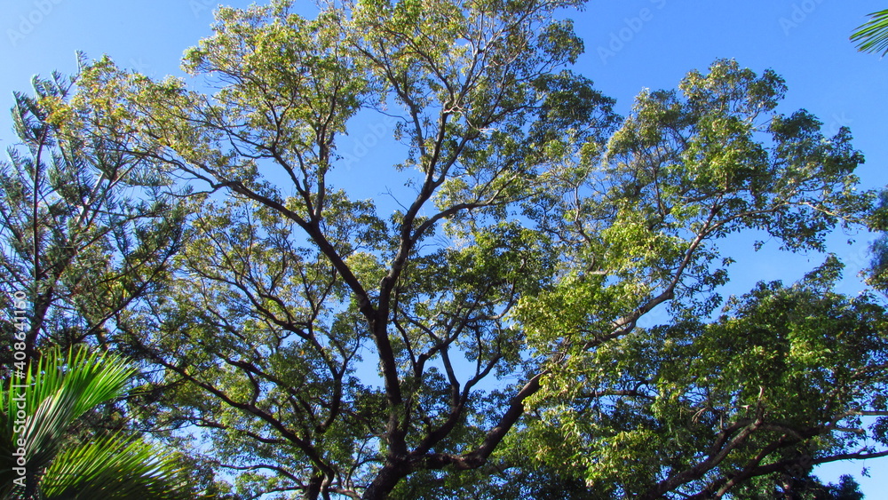 Obraz premium garden