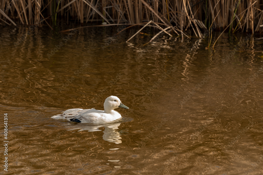 pato blanco nadando en la charca 