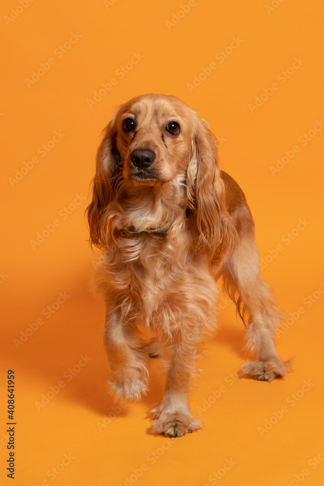 Perro dorado alegre posando sobre fondo amarillo 5