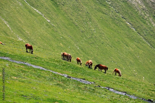 Horses grazing on spacious green meadows on a sunny summer day