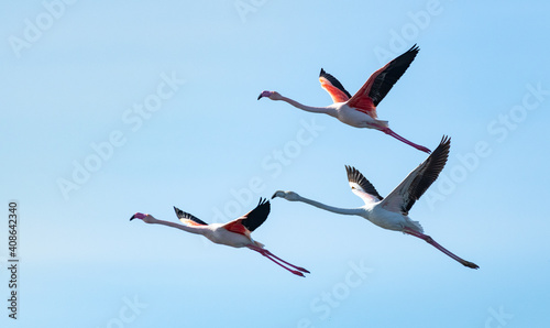 Flaminos em formaçao