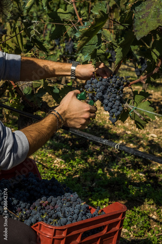 Hands harvesting grapes