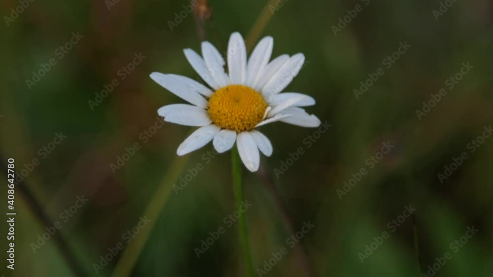 Chamomile in the field close-up. Medicinal plant Chamomile in the field close-up. Medicinal plant