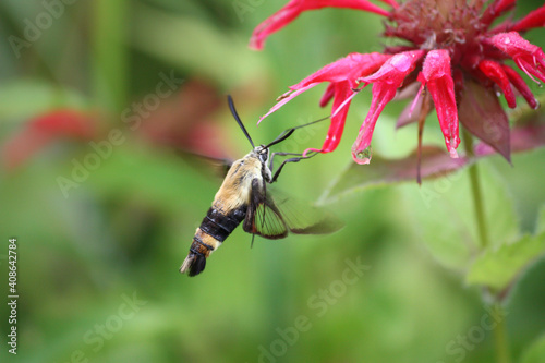 snowberry clearwing sphinx moth closeup