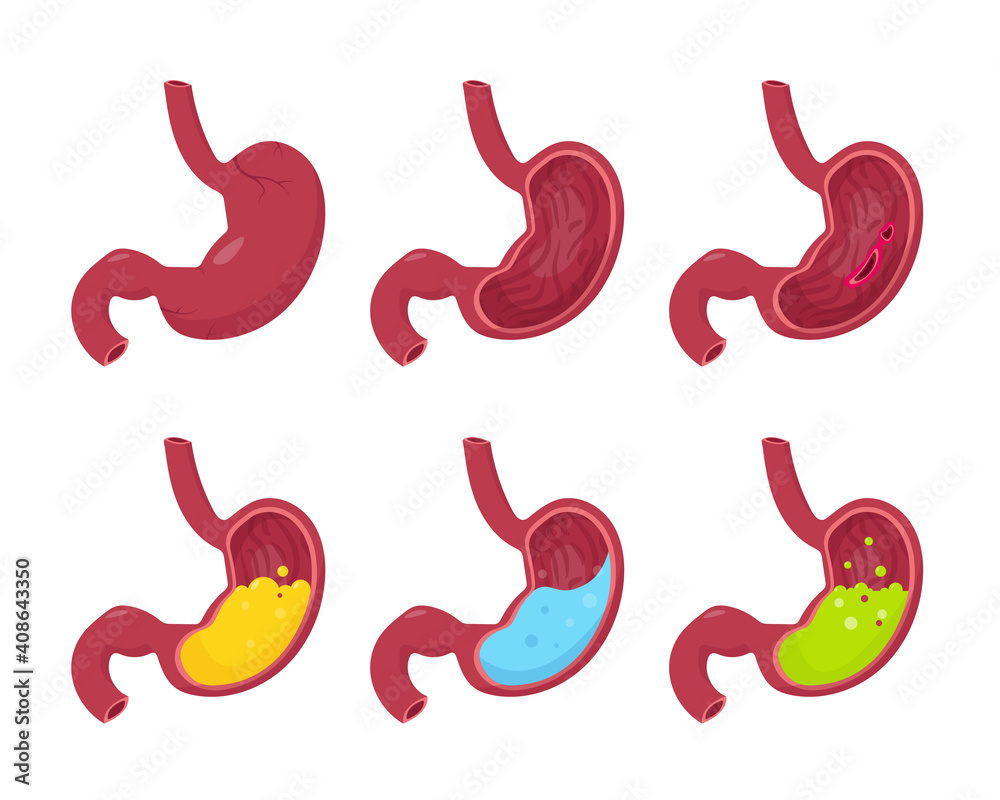 Obraz premium Human stomaches set outside and inside