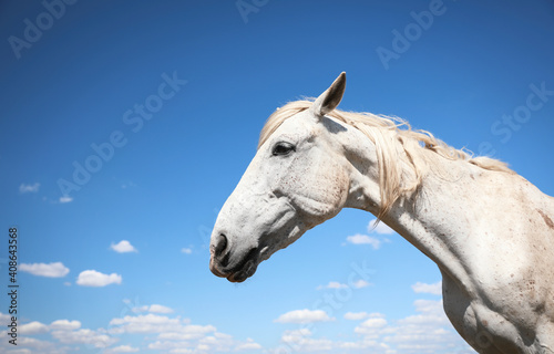 Grey horse outdoors on sunny day, closeup. Beautiful pet © New Africa