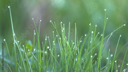 Water drops dew on grass in cold spring morning on meadow