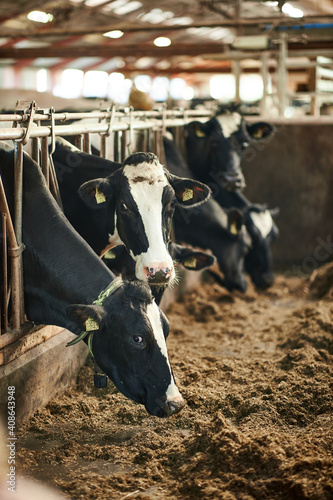 A herd of cattle standing on top of a metal fence