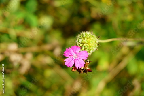 Beautiful pink wild flower with green natural background