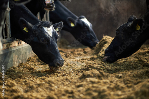 A herd of cattle standing on top of a metal fence. Dairy cows in a farm