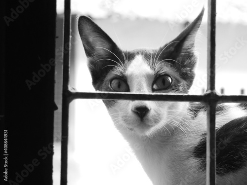 Greyscale closeup of a confused cat sitting by a windowa photo