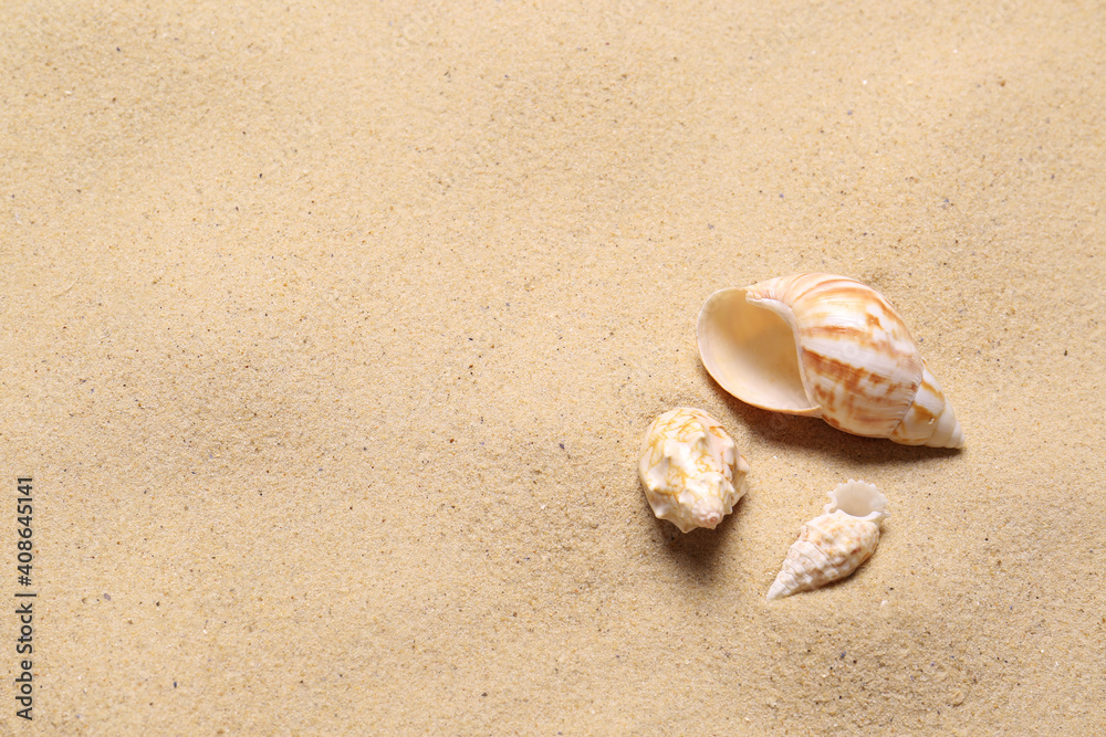 Beautiful seashells on beach sand, space for text. Summer vacation Beautiful seashells on beach sand, space for text. Summer vacation
