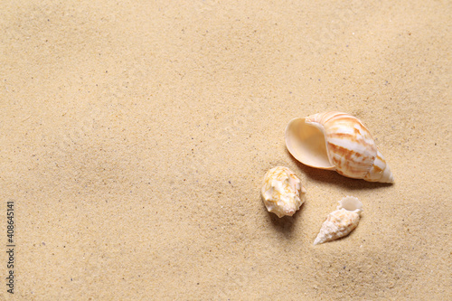 Beautiful seashells on beach sand, space for text. Summer vacation © New Africa