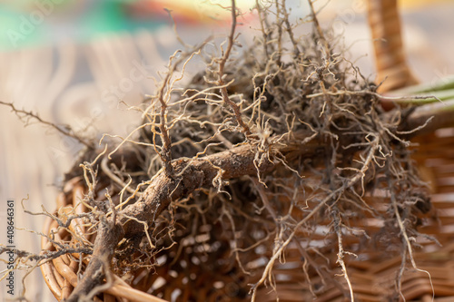 Valerian roots close-up. Collection and harvesting of plant parts for use in traditional and alternative medicine as a sedative and tranquilizer. Ingredients for the preparation of herbal medicines.