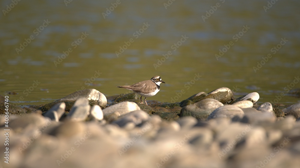 Bird Little ringed plover Charadrius dubius walks on stones over river Bird Little ringed plover Charadrius dubius walks on stones over river