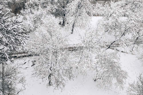View from the window to the snow-covered trees. Snowy cold winter.