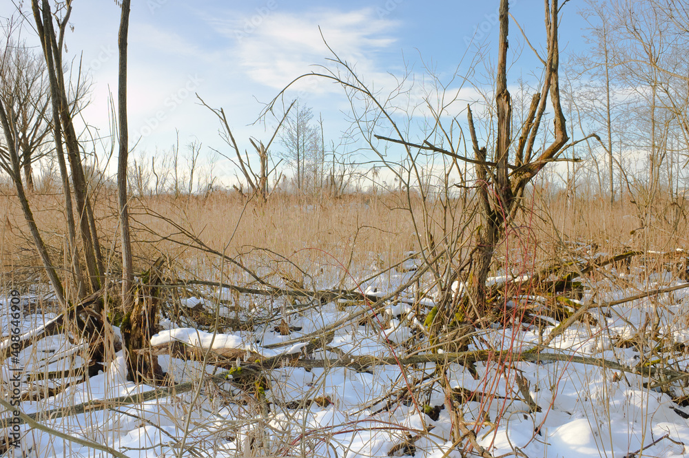 tree branches in the forest in winter tree branches in the forest in winter