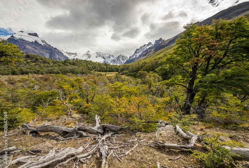 Fallen trees at Valley near Laguna Torre, El Chalten, Los Glaciares National Park, Patagonia, Argentina photo