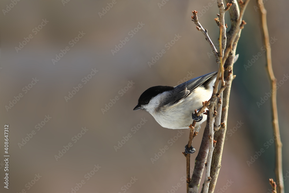 Marsh tit sits on branches on blurred brown background Marsh tit sits on branches on blurred brown background