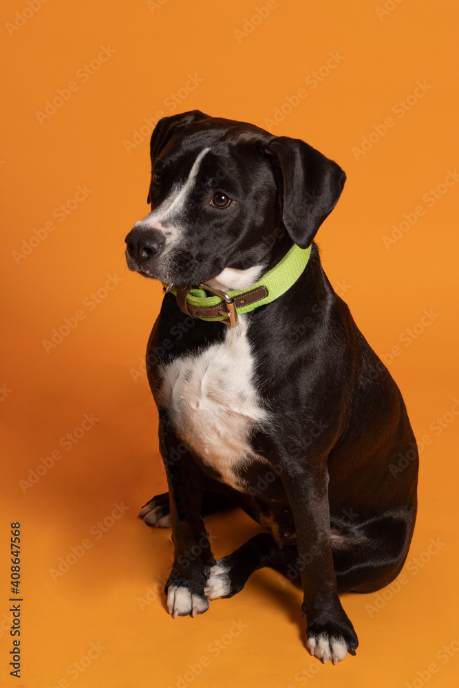 Hermosa perra mestiza negra sentada sobre fondo amarillo 1