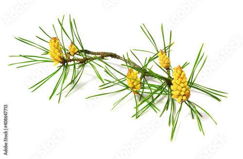 Pine Pollen Cone on the Branch with Needles (Pinus Sylvestris). Isolated on White Background. photo