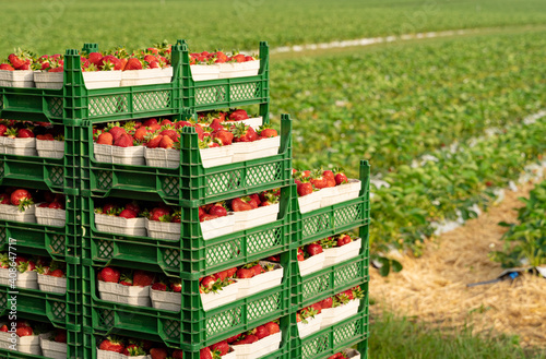 Erdbeerenernte - mit rot leuchtenden Erdbeeren gefüllte Kisten warten am Erdbeerfeld auf den Transport zum Handel.