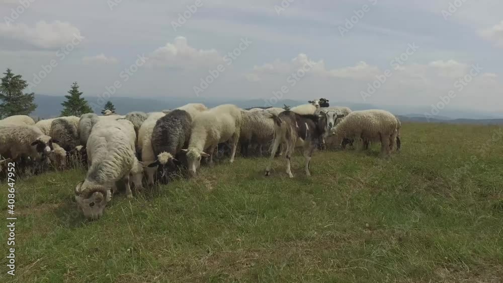 Sheep grazing. Herd of sheep on beautiful mountain meadow. Sheep farming, livestock, agriculture. Domestic sheep Sheep grazing. Herd of sheep on beautiful mountain meadow. Sheep farming, livestock, agriculture. Domestic sheep