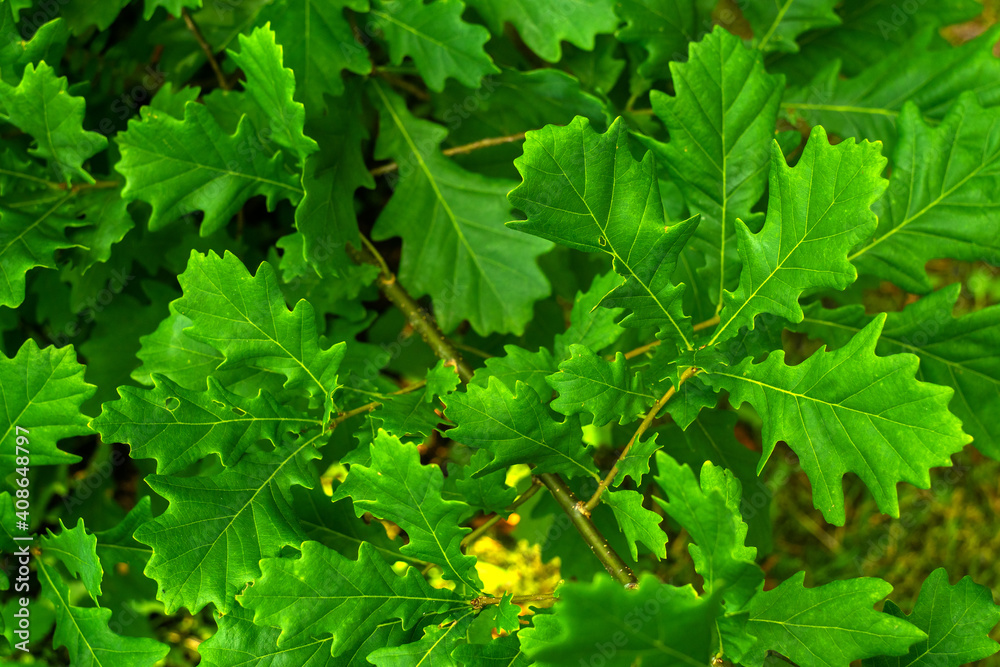Green oak leaves in the garden, background of tree leaves