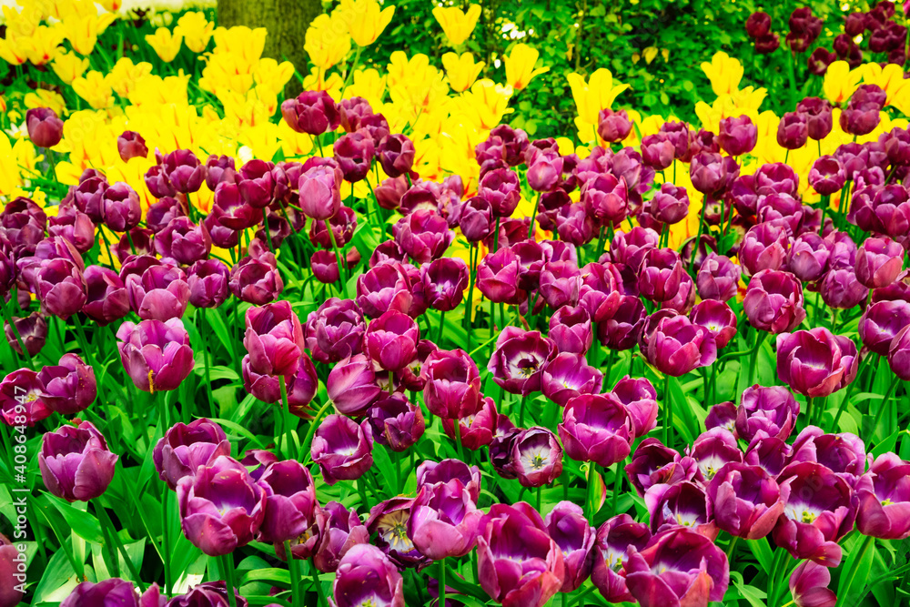 fresh lawn with flowers fresh lawn with flowers