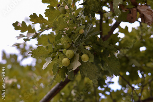 gale on oak leaves. abnormal growth made by parasitic insects on Quercus robur