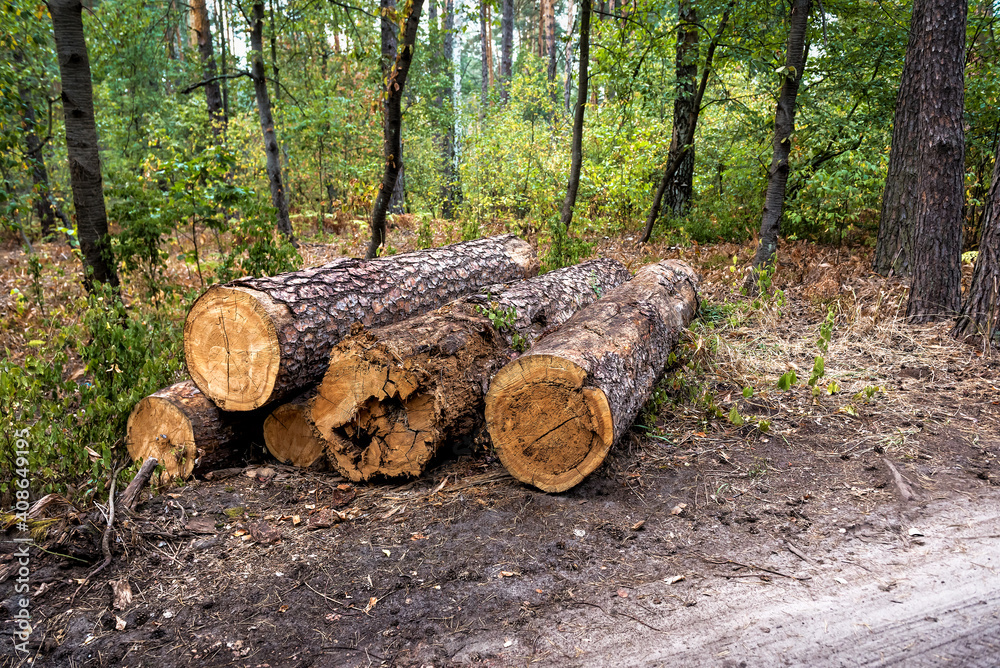 cut down trees in the forest