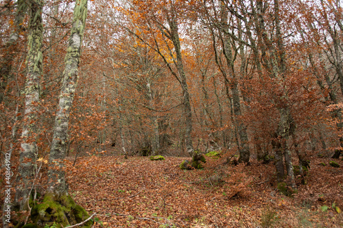 Forest in the middle of autumn with falling leaves