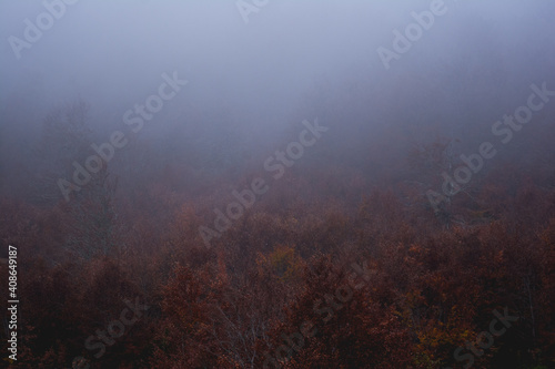 Forest in the middle of autumn with fog