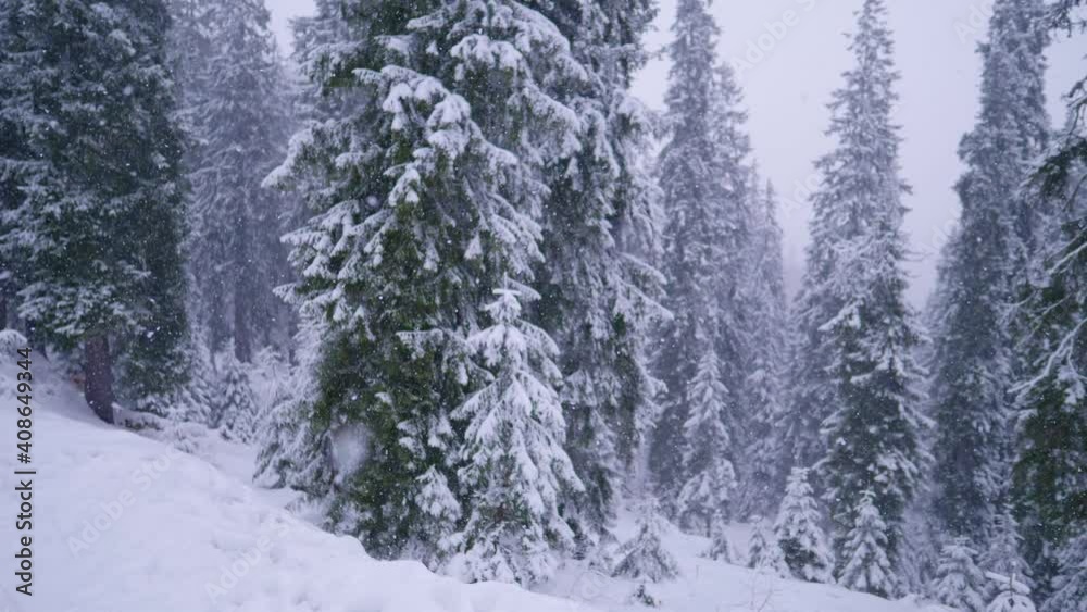 beautiful winter snowy forest in snowstorm, blizzard in frosty pine wood in the mountains beautiful winter snowy forest in snowstorm, blizzard in frosty pine wood in the mountains