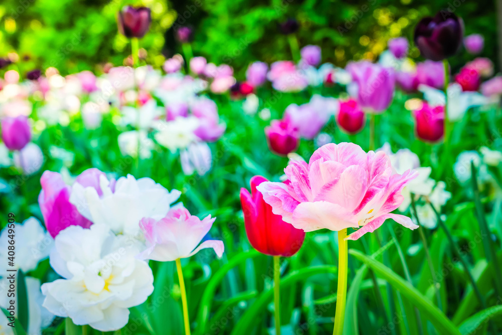 Tulips garden flowerbed Tulips garden flowerbed